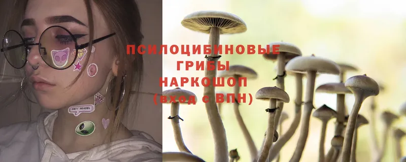 Псилоцибиновые грибы Psilocybine cubensis  Саранск 